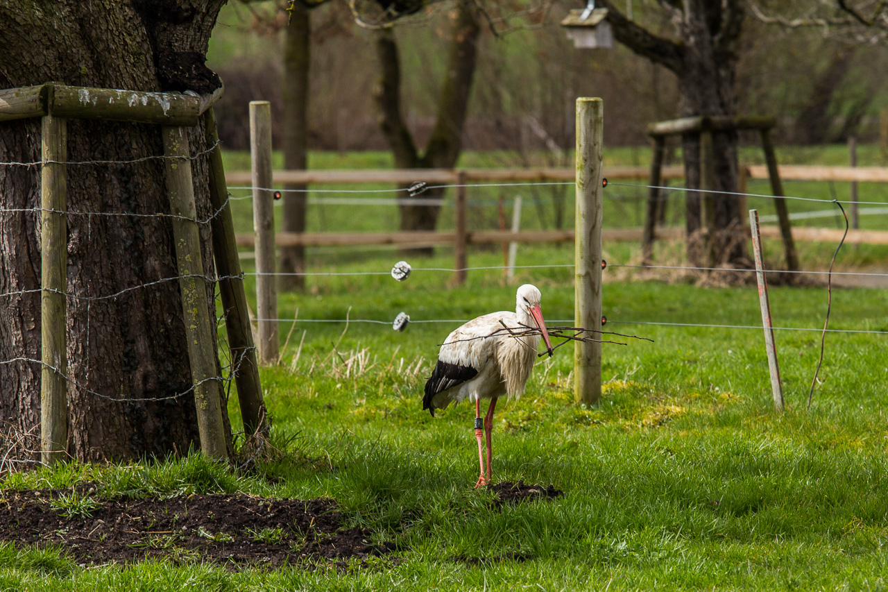 Störche schauen im Murimoos - In der Natur unterwegs